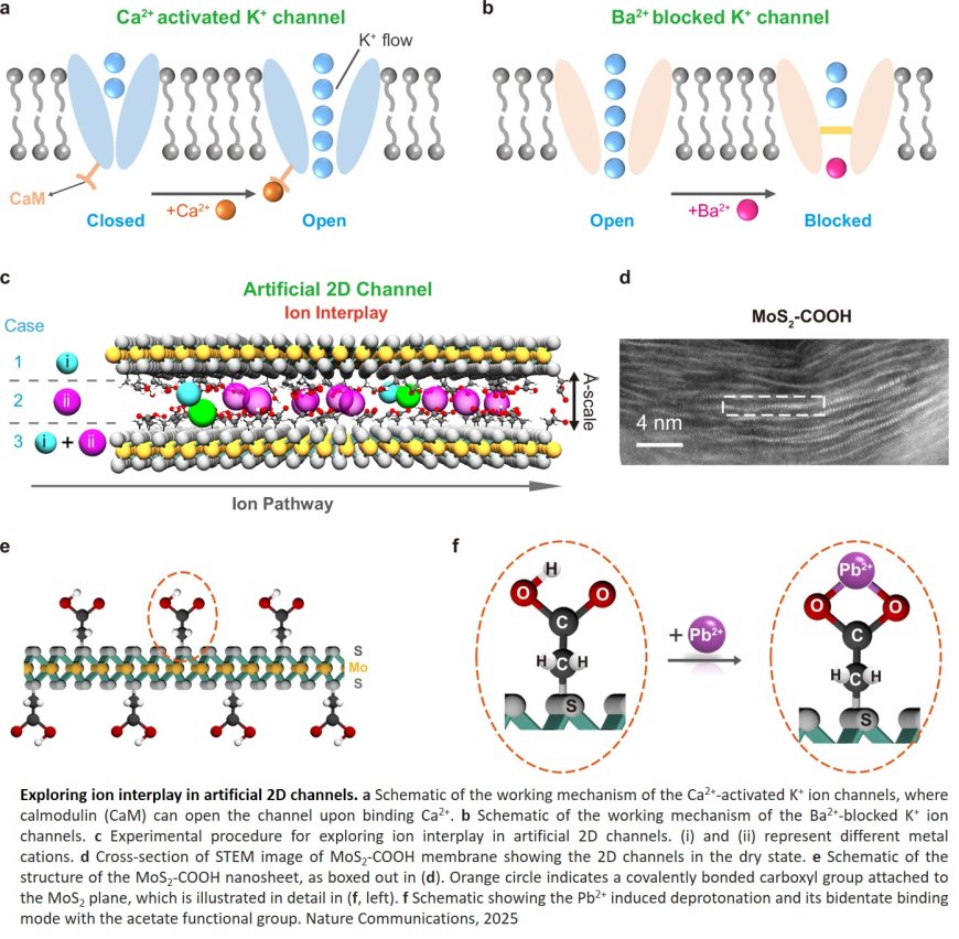Cooperative and inhibitory ion transport in  functionalized angstrom-scale two- dimensional channels