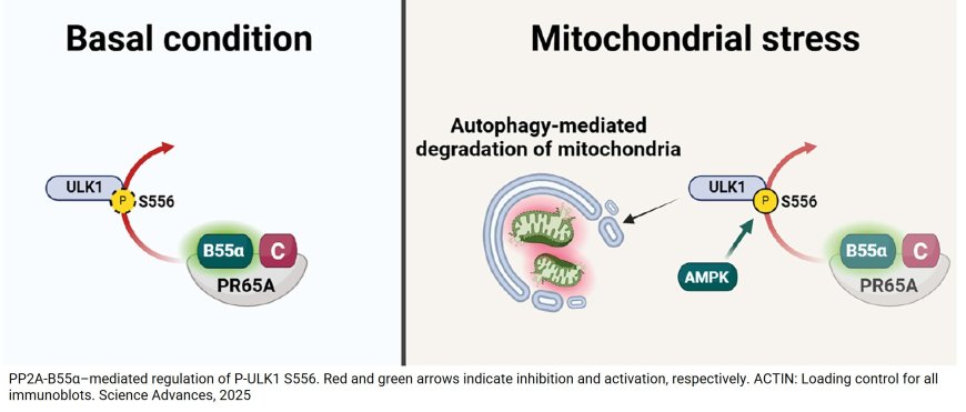 The PP2A-B55α phosphatase is a master regulator of mitochondrial degradation and biogenesis