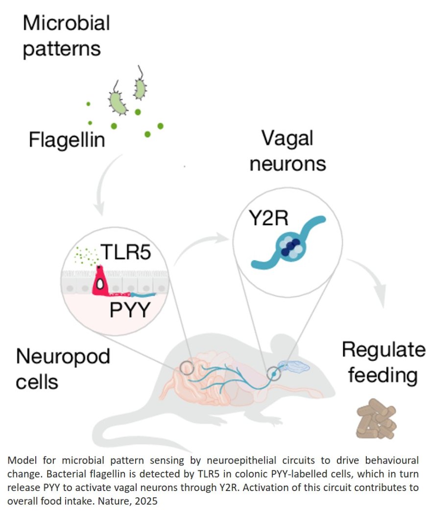 A gut sense for a microbial pattern regulates feeding