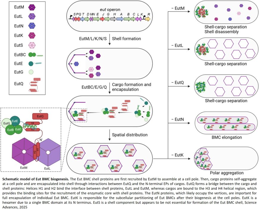 Molecular basis of the biogenesis of a protein organelle for ethanolamine utilization