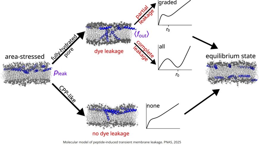 A unified model of transient poration induced by antimicrobial peptides