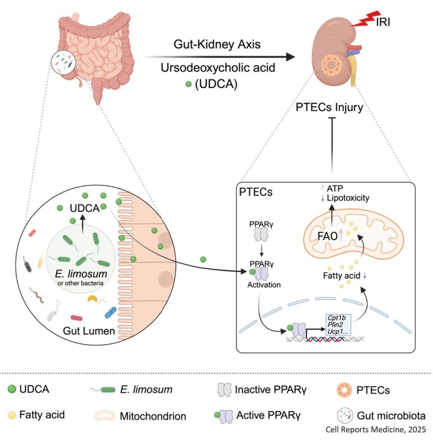 Gut symbiont-derived ursodeoxycholic acid promotes fatty acid oxidation to protect against renal ischemia-reperfusion injury