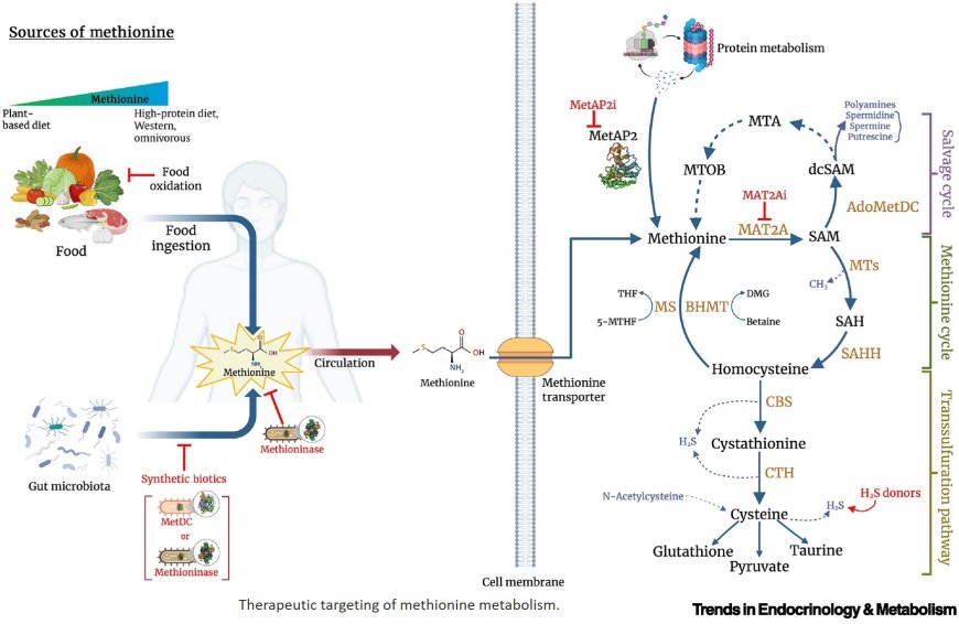 Methionine restriction and mimetics to ameliorate human aging and disease