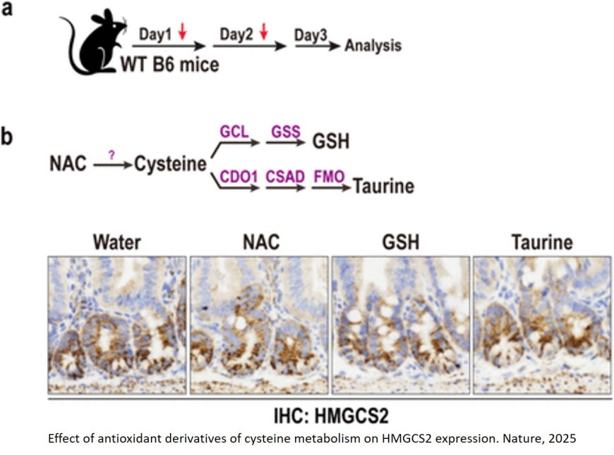 A cysteine-rich diet may promote regeneration of the intestinal lining