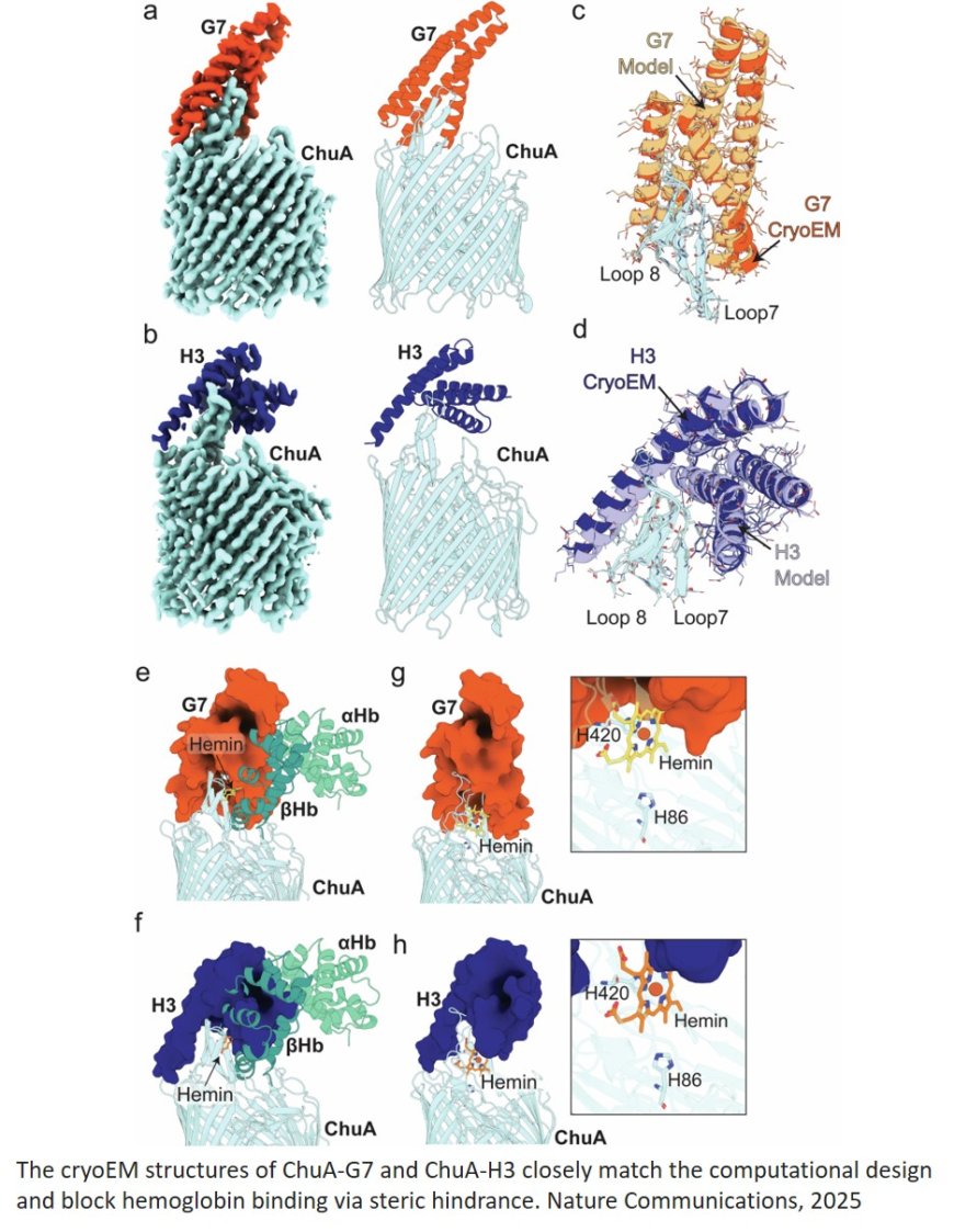 Inhibiting heme piracy by pathogenic Escherichia coli using de novo-designed proteins