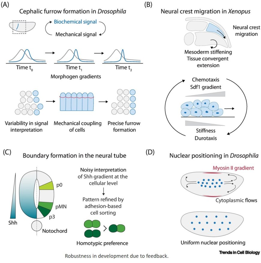 Optimality as a framework for understanding developmental robustness