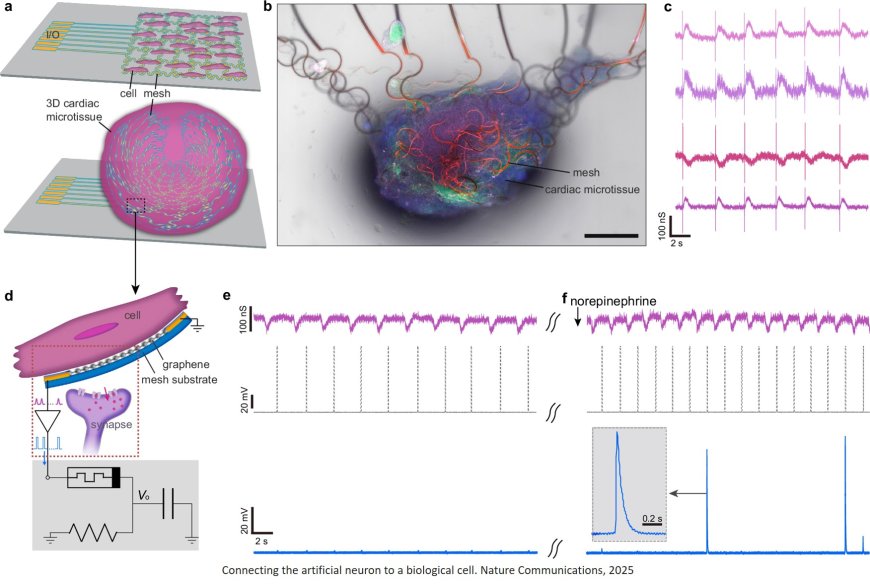 Constructing artificial neurons with functional parameters comprehensively matching biological values