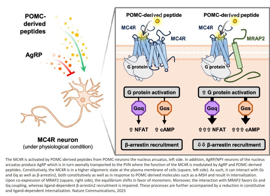 MRAP2 modifies the signaling and oligomerization state of the melanocortin-4 receptor