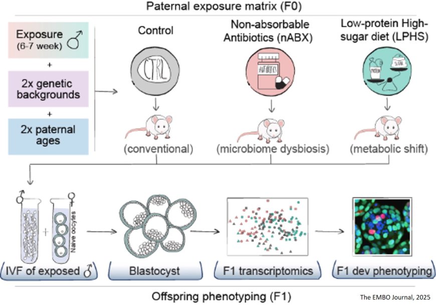Embryonic signatures of intergenerational epigenetic inheritance across paternal environments and genetic backgrounds