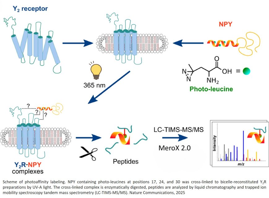 Transient ligand contacts of the intrinsically disordered N-terminus of neuropeptide Y2 receptor regulate arrestin-3 recruitment