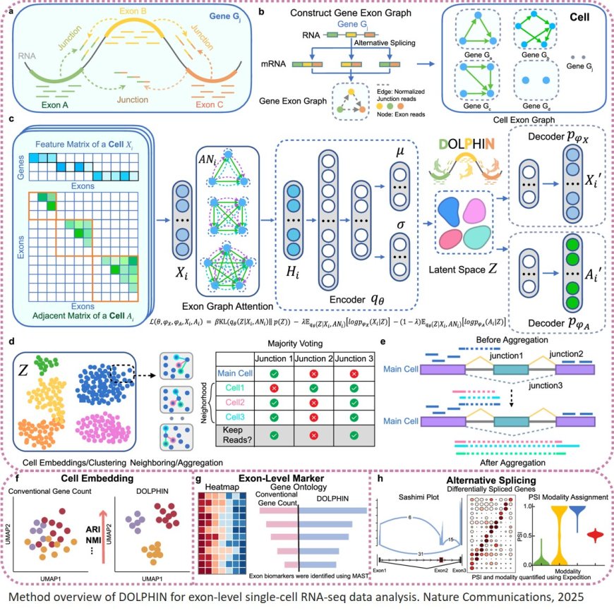 DOLPHIN advances single-cell transcriptomics beyond gene level by leveraging exon and junction reads