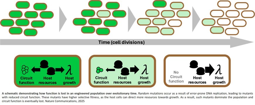 Genetic controllers for enhancing the evolutionary longevity of synthetic gene circuits in bacteria