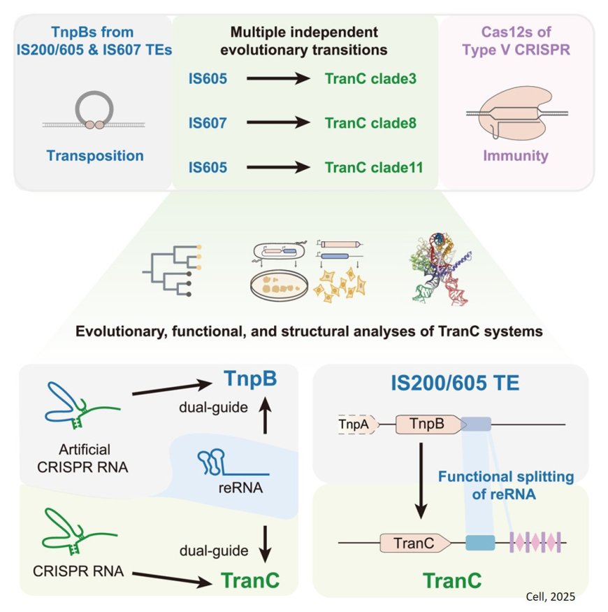 RNA splitting mechanism behind origin of Type V CRISPR systems
