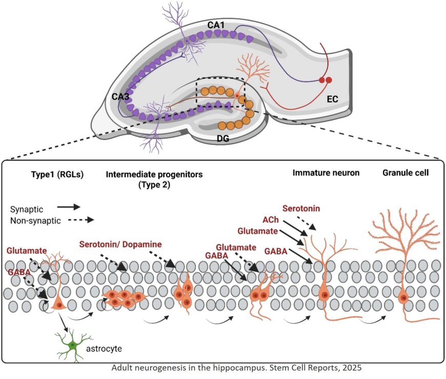 Adult hippocampal neurogenesis: New avenues for treatment of brain disorders