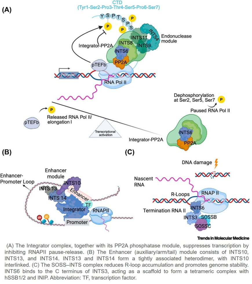 Integrator 20th anniversary: a molecular machine indispensable in development and disease
