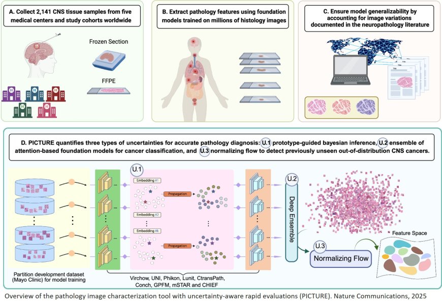 Uncertainty-aware ensemble of foundation models differentiates glioblastoma from its mimics