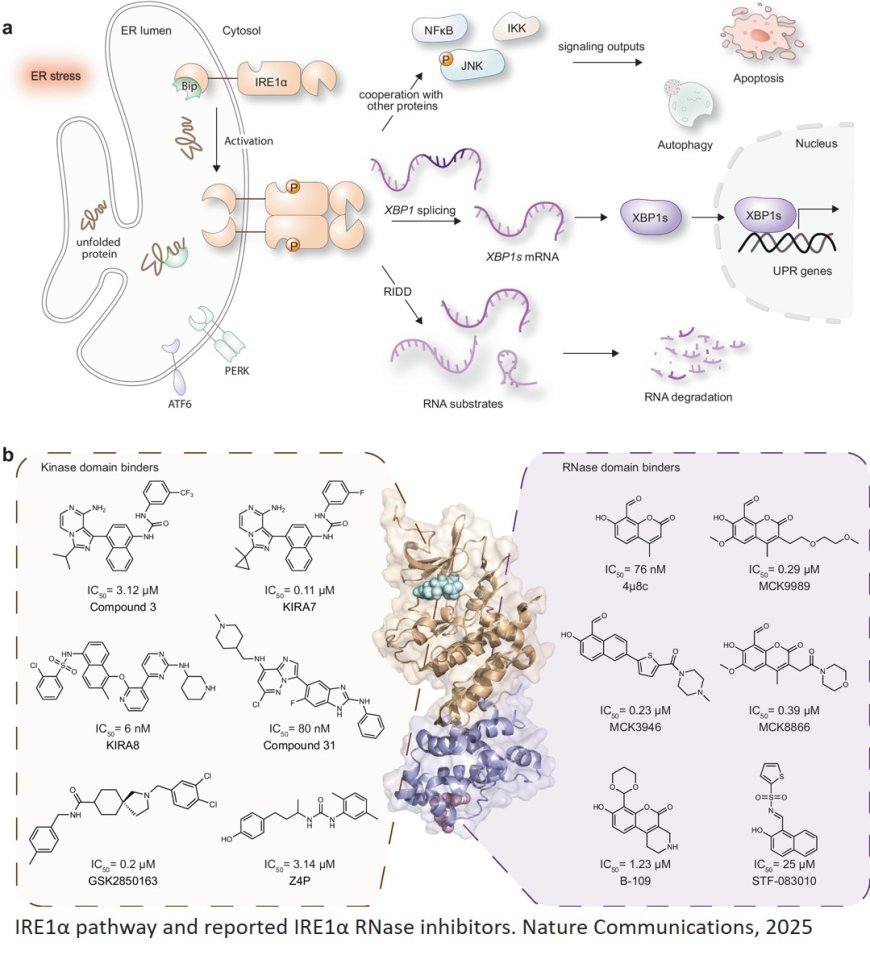 Harnessing indole scaffolds to identify small- molecule IRE1α inhibitors modulating XBP1  mRNA splicing