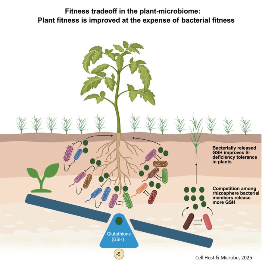 Hidden plant–microbe strategy that boosts crop growth under nutrient stress