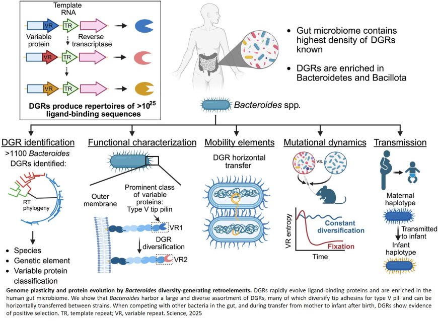 How gut bacteria adapt to new environments