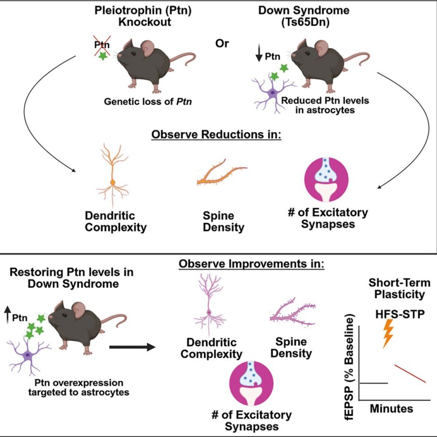 Astrocyte-secreted pleiotrophin implicated in Down syndrome