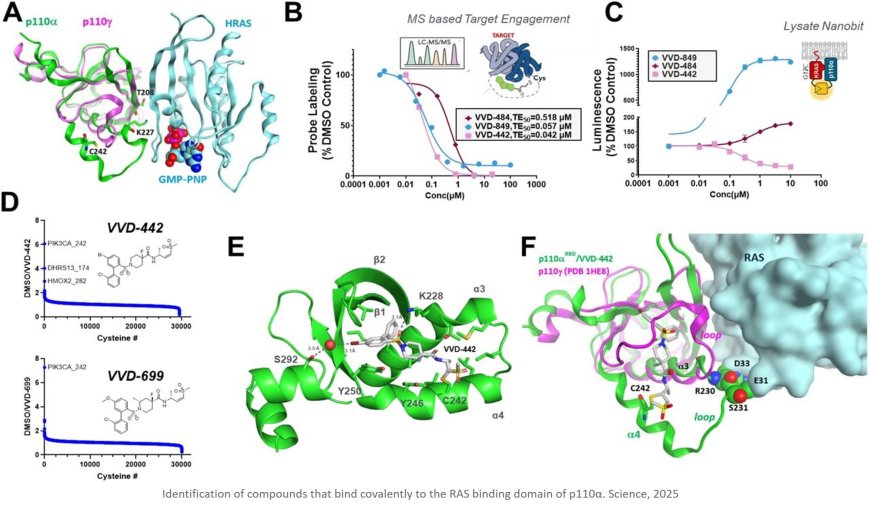 Covalent inhibitors impair tumor growth driven by RAS and HER2