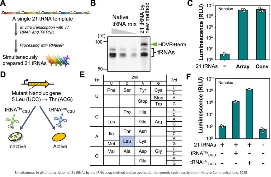 Simultaneous synthesis of all 21 types of tRNA in vitro