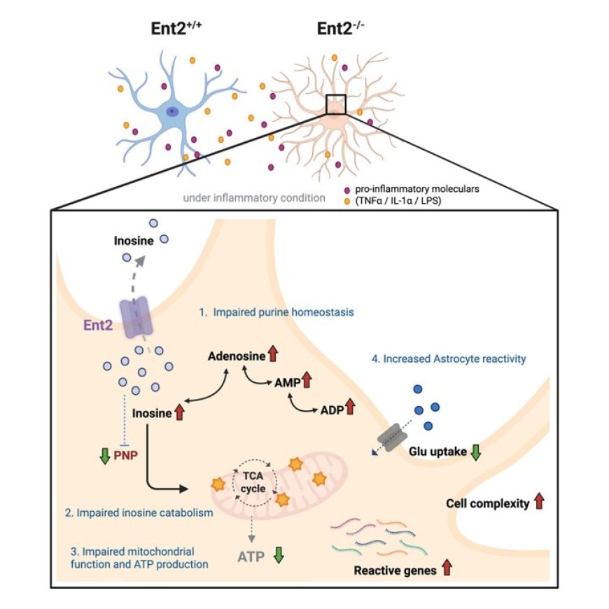 Equilibrative nucleoside transporter 2 modulates inosine catabolism to influence astrocyte metabolism and reactivity