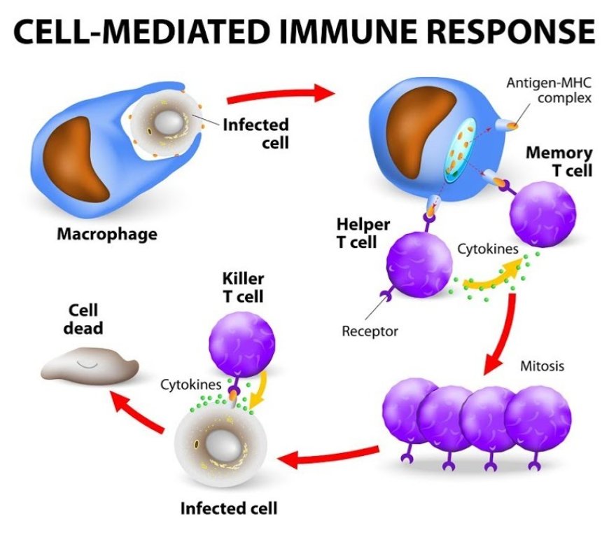 Cell Mediated Immunity