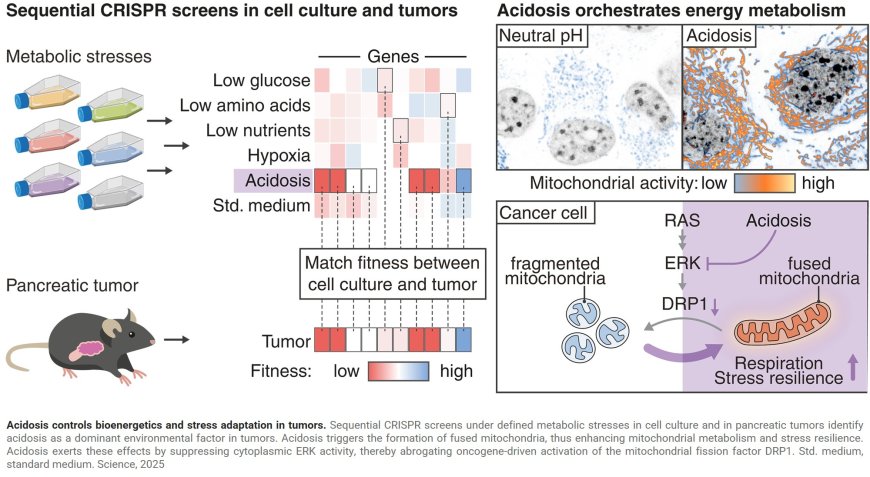 Acidic tumor environment promotes survival and growth of cancer cells