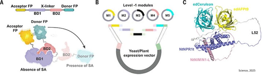 SALICYLIC ACID SENSOR1 to monitor hormone levels during pathogen infection