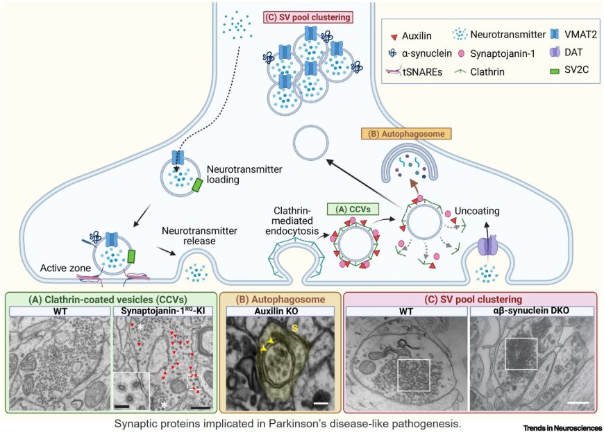 Redefining dopaminergic synapses