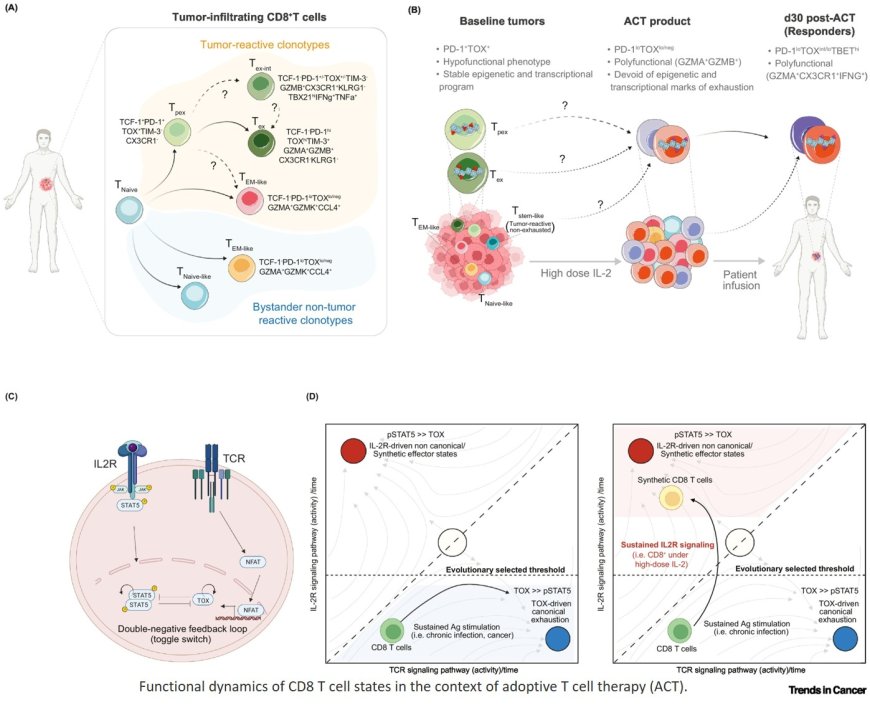 Immune correlates and mechanisms of TIL therapy efficacy: current insights and knowledge gaps