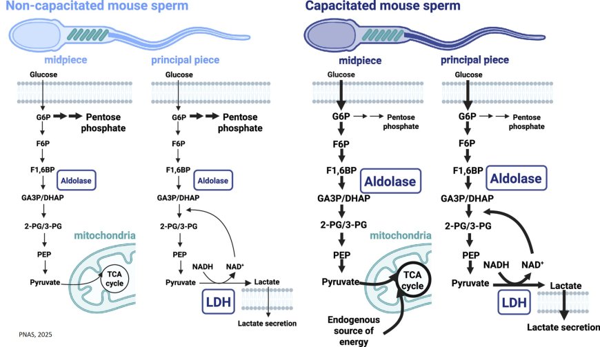 How sperm achieve energy demands for fertilization
