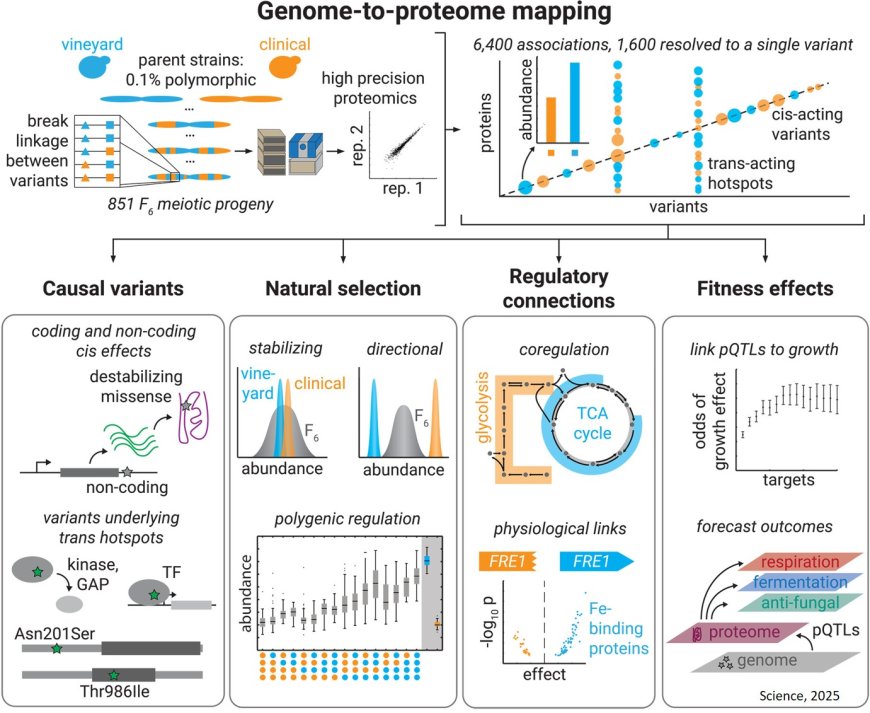 A genome-to-proteome map