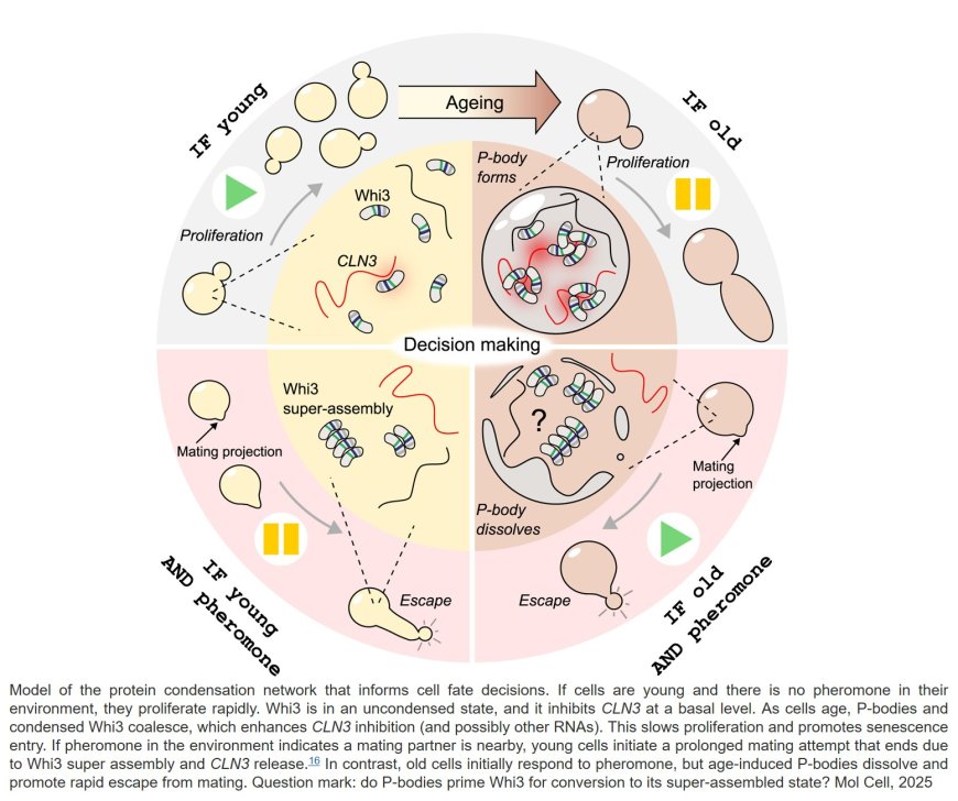 Protein condensates determine a cell’s fate