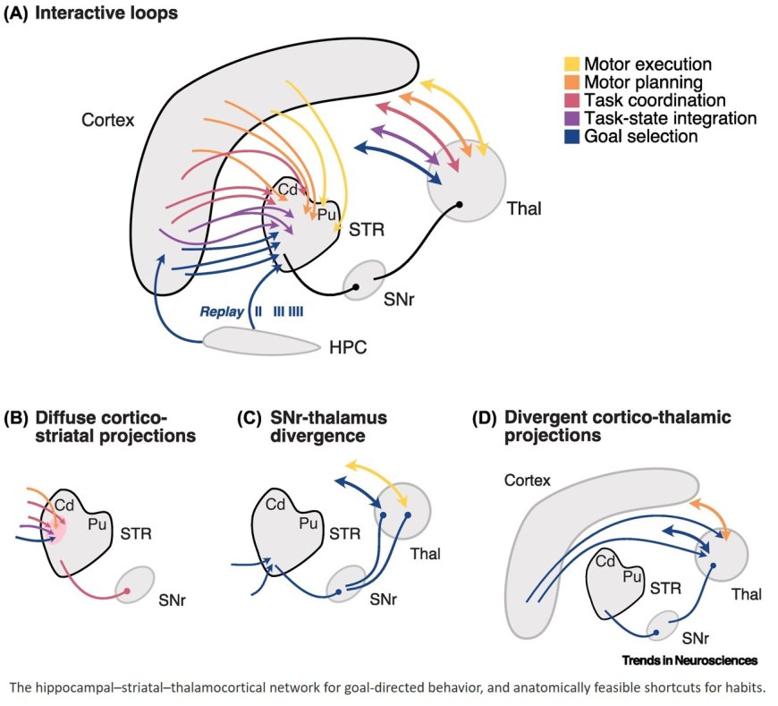 Controlling behavior through interacting corticobasal ganglia-thalamocortical loops