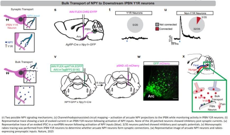 Brainstem hub for stopping pain signals from reaching the brain