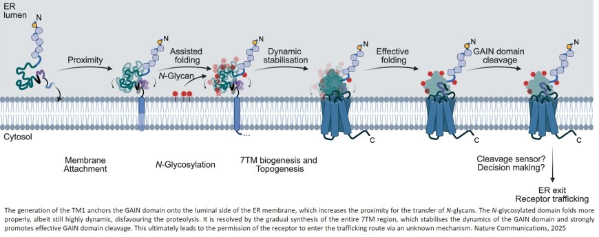 Self-cleavage of the GAIN domain of adhesion G protein-coupled receptors requires multiple domain-extrinsic factors