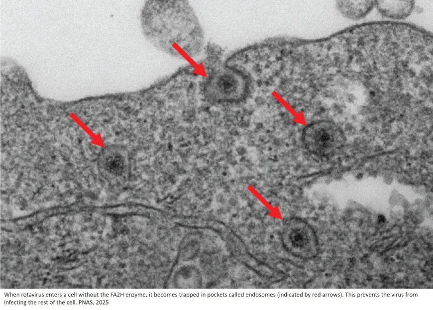 How retroviruses escape endosome to infect cells