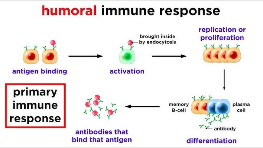 Humoral Immunity
