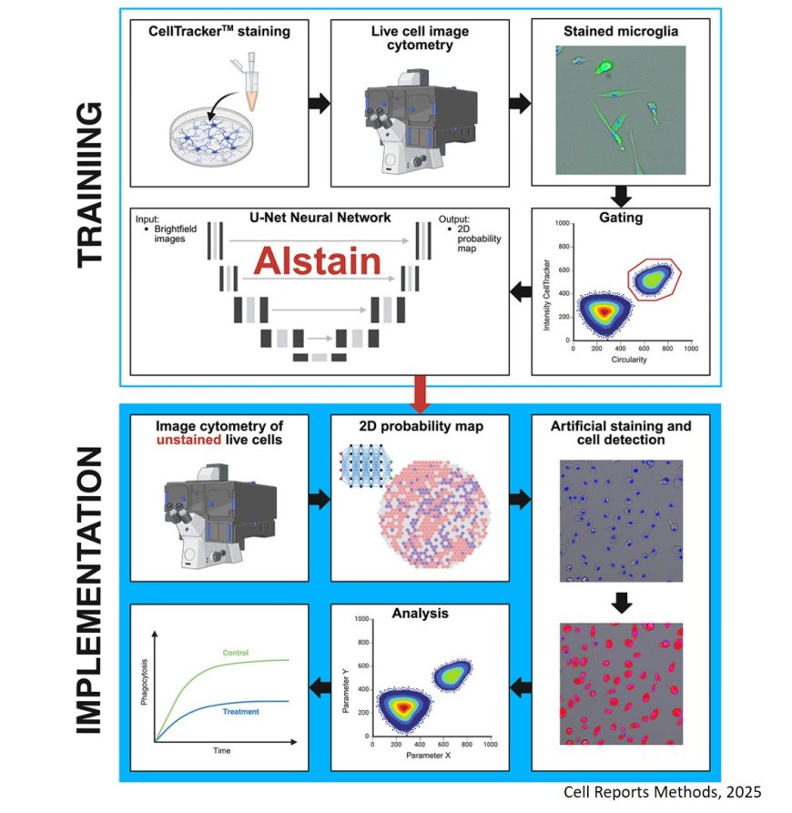 AIstain: Enhancing microglial phagocytosis analysis through deep learning