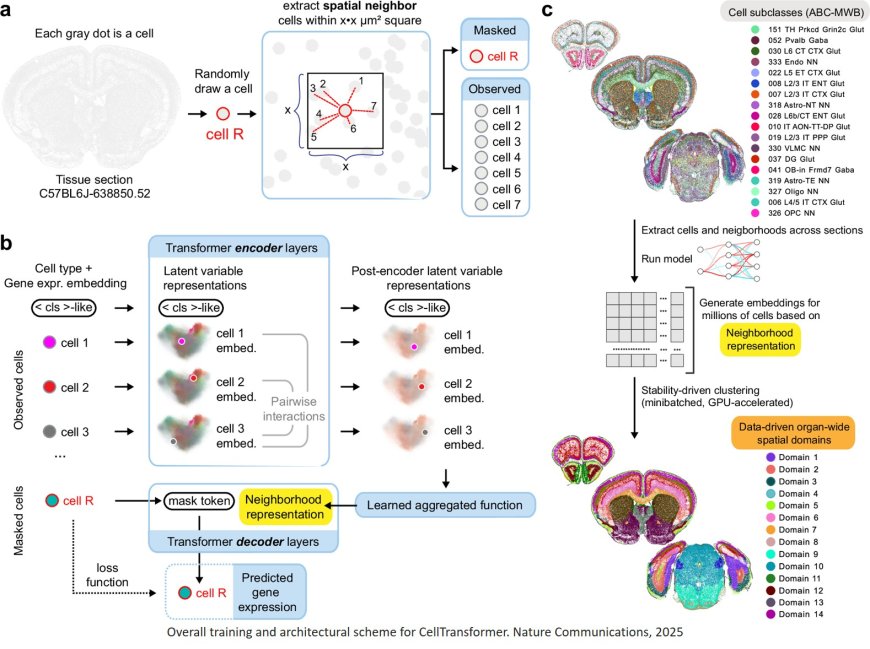Data-driven fine-grained region discovery in the mouse brain with transformers
