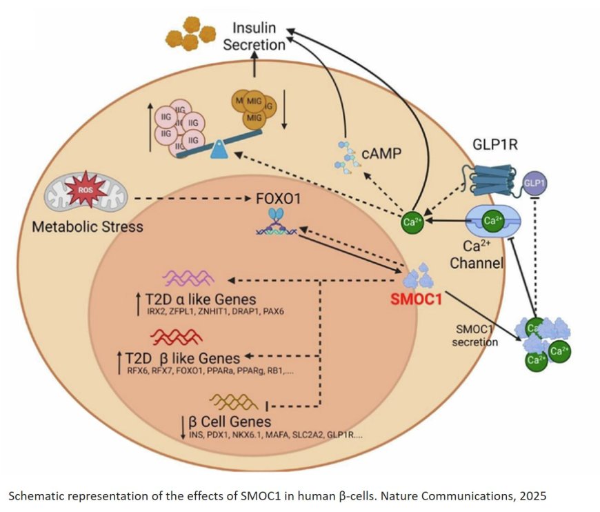 Human pancreatic α-cell heterogeneity and trajectory inference analyses reveal SMOC1 as a β-cell dedifferentiation gene
