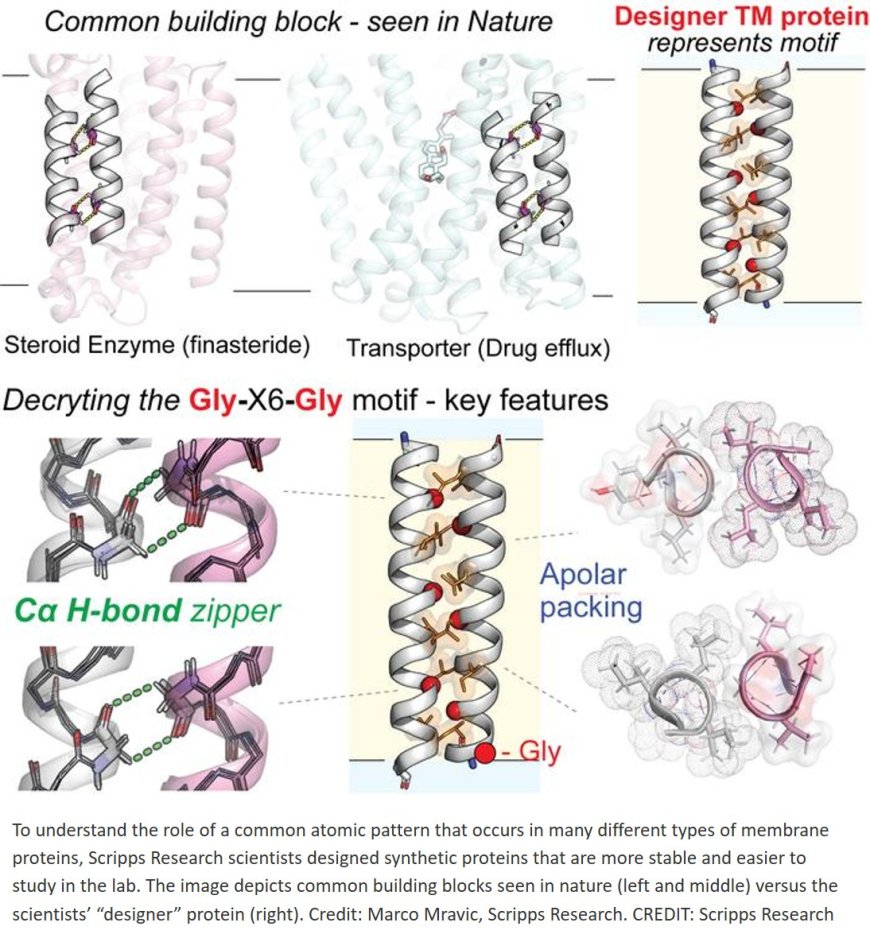 Unlocking new patterns of protein behavior in cell membranes
