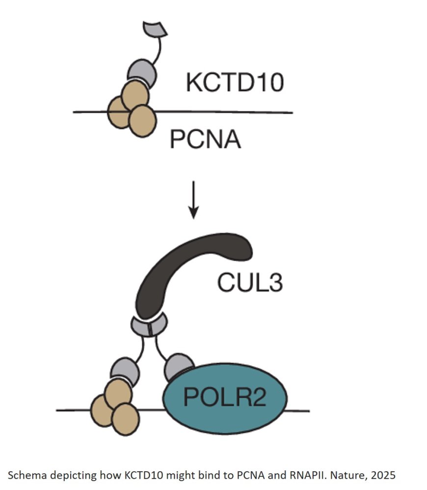 KCTD10 is a sensor for co-directional transcription–replication conflicts