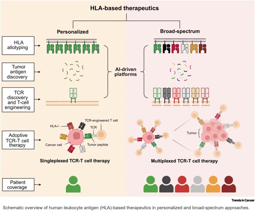 Advancing human leukocyte antigen-based cancer immunotherapy: from personalized to broad-spectrum strategies for genetically heterogeneous populations