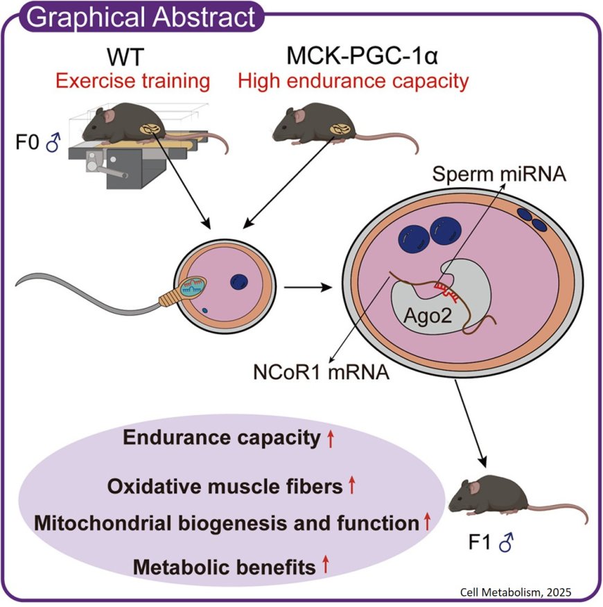 Paternal exercise confers endurance capacity to offspring through sperm microRNAs