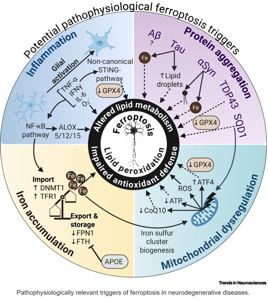 Triggering ferroptosis in neurodegenerative diseases