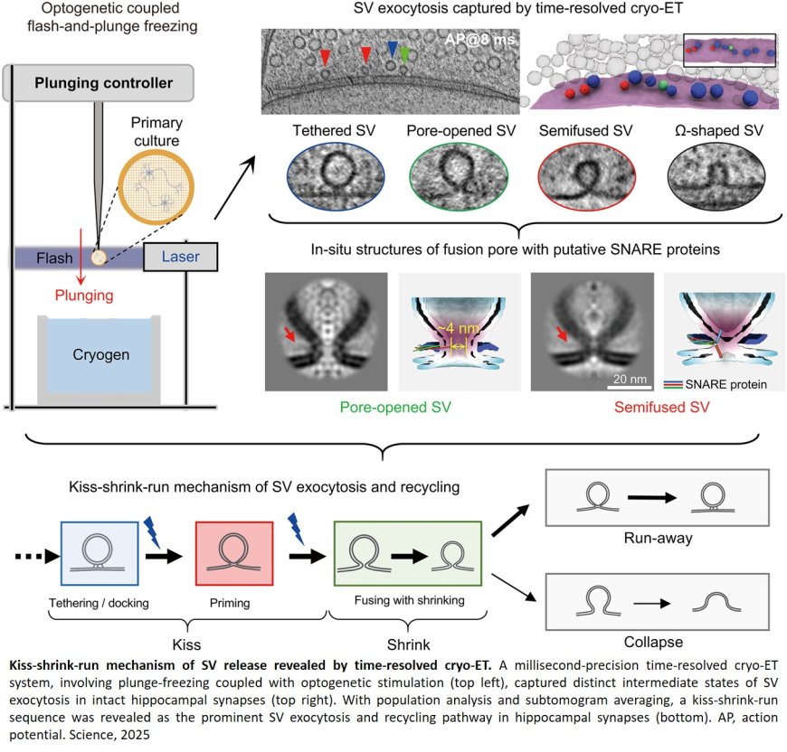 Synaptic vesicle release revealed by time-resolved cryo-ET