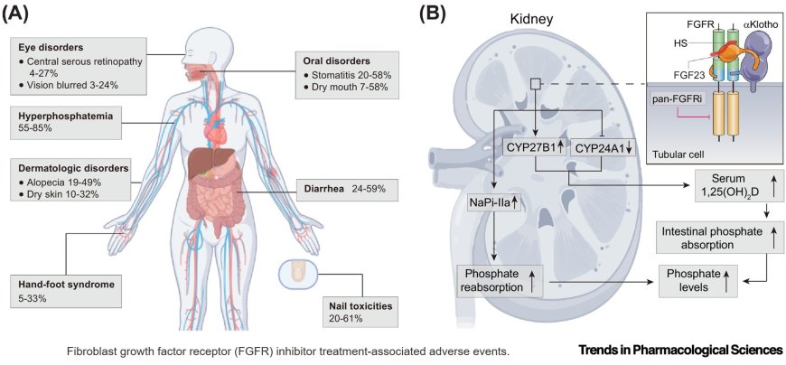 Isoform-selective fibroblast growth factor receptor inhibitors